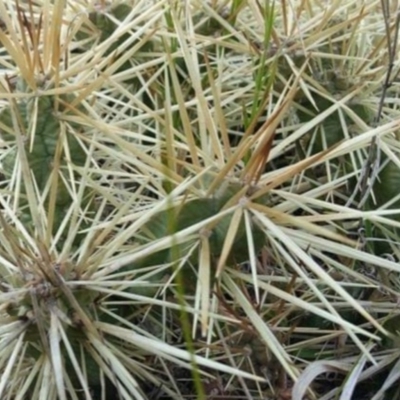 Cylindropuntia pallida (Hudson Pear ) at Deakin, ACT - 28 Oct 2023 by Steve818