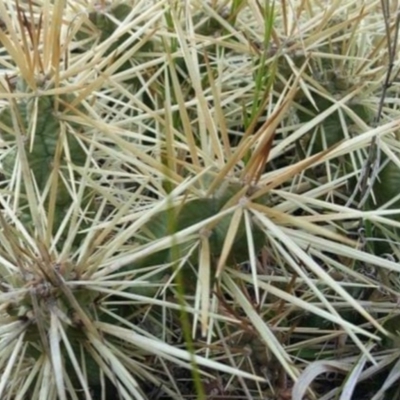 Cylindropuntia pallida (Hudson Pear ) at Deakin, ACT - 27 Oct 2023 by Steve818