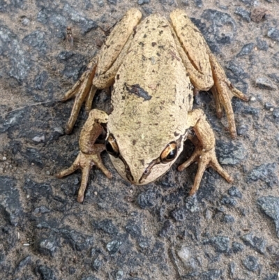 Litoria ewingii (Ewing's Tree Frog) at Gungahlin, ACT - 28 Oct 2023 by WalterEgo