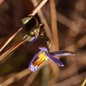 Dianella revoluta var. revoluta at O'Connor, ACT - 24 Oct 2023 10:29 AM