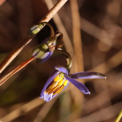 Dianella revoluta var. revoluta (Black-Anther Flax Lily) at O'Connor, ACT - 24 Oct 2023 by ConBoekel