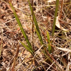 Dianella revoluta var. revoluta at O'Connor, ACT - 24 Oct 2023 10:29 AM