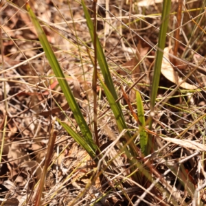 Dianella revoluta var. revoluta at O'Connor, ACT - 24 Oct 2023