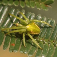 Unidentified Spider (Araneae) at O'Connor, ACT - 23 Oct 2023 by ConBoekel