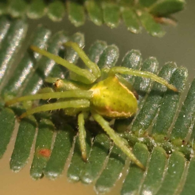 Unidentified Spider (Araneae) at O'Connor, ACT - 23 Oct 2023 by ConBoekel