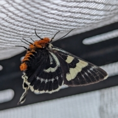 Phalaenoides glycinae (Grapevine Moth) at Page, ACT - 28 Oct 2023 by CattleDog