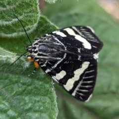 Phalaenoides glycinae at Page, ACT - suppressed