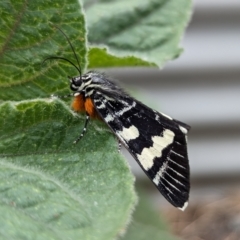 Phalaenoides glycinae at Page, ACT - suppressed