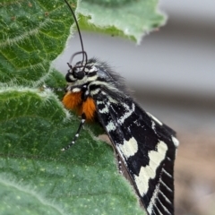 Phalaenoides glycinae at Page, ACT - suppressed