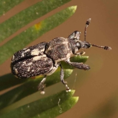 Neolaemosaccus sp. (genus) (A weevil) at O'Connor, ACT - 24 Oct 2023 by ConBoekel