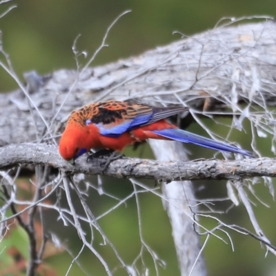 Platycercus elegans (Crimson Rosella) at The Pinnacle - 28 Oct 2023 by JimL