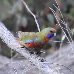 Platycercus elegans at Weetangera, ACT - 28 Oct 2023