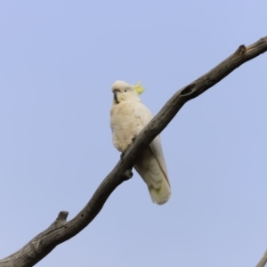 Cacatua galerita at Weetangera, ACT - 28 Oct 2023