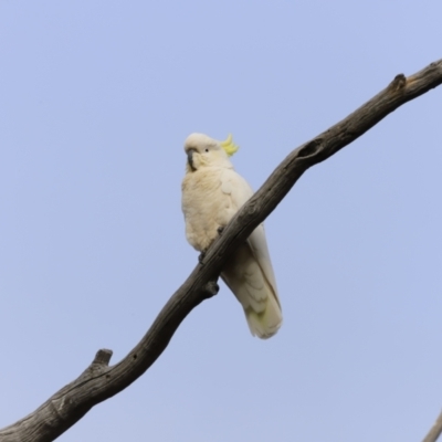 Cacatua galerita (Sulphur-crested Cockatoo) at Weetangera, ACT - 27 Oct 2023 by JimL