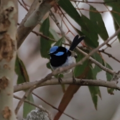 Malurus cyaneus (Superb Fairywren) at The Pinnacle - 28 Oct 2023 by JimL