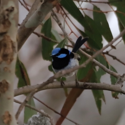 Malurus cyaneus (Superb Fairywren) at The Pinnacle - 28 Oct 2023 by JimL