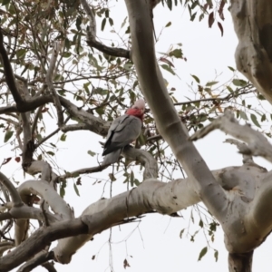 Eolophus roseicapilla at Whitlam, ACT - 28 Oct 2023 08:10 AM