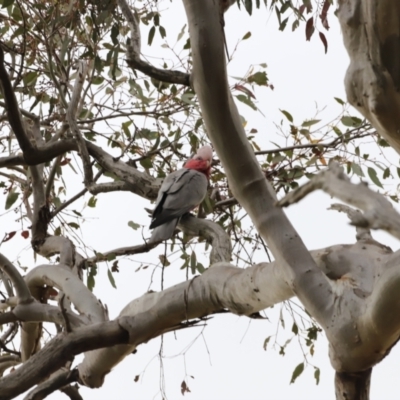 Eolophus roseicapilla (Galah) at The Pinnacle - 28 Oct 2023 by JimL