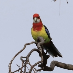 Platycercus eximius (Eastern Rosella) at The Pinnacle - 27 Oct 2023 by JimL