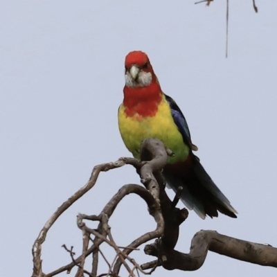 Platycercus eximius (Eastern Rosella) at Weetangera, ACT - 27 Oct 2023 by JimL