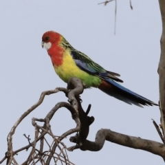 Platycercus eximius at Weetangera, ACT - 28 Oct 2023