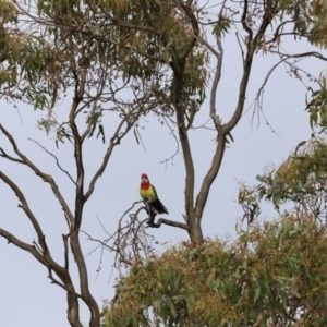 Platycercus eximius at Weetangera, ACT - 28 Oct 2023