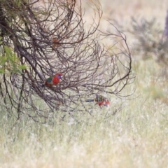 Platycercus elegans (Crimson Rosella) at The Pinnacle - 28 Oct 2023 by JimL