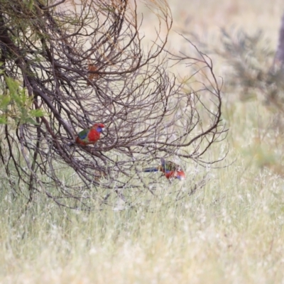 Platycercus elegans (Crimson Rosella) at The Pinnacle - 28 Oct 2023 by JimL