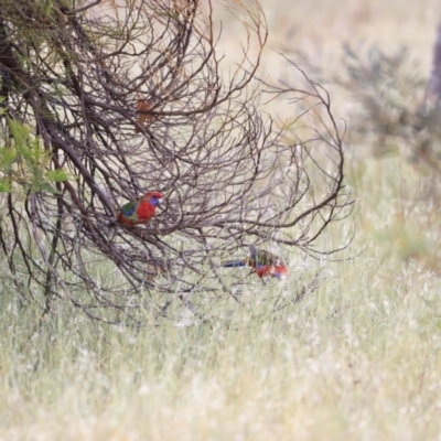 Platycercus elegans (Crimson Rosella) at Whitlam, ACT - 27 Oct 2023 by JimL