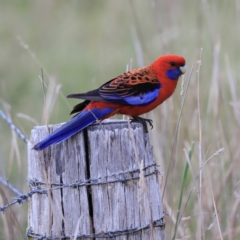 Platycercus elegans (Crimson Rosella) at The Pinnacle - 27 Oct 2023 by JimL