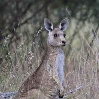Macropus giganteus (Eastern Grey Kangaroo) at Weetangera, ACT - 28 Oct 2023 by JimL