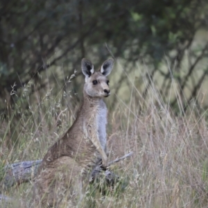 Macropus giganteus at Weetangera, ACT - 28 Oct 2023