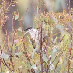 Anthochaera carunculata (Red Wattlebird) at Weetangera, ACT - 27 Oct 2023 by JimL