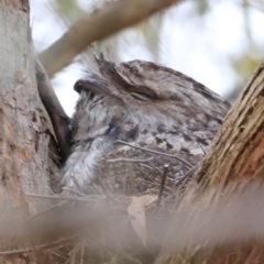 Podargus strigoides (Tawny Frogmouth) at The Pinnacle - 28 Oct 2023 by JimL