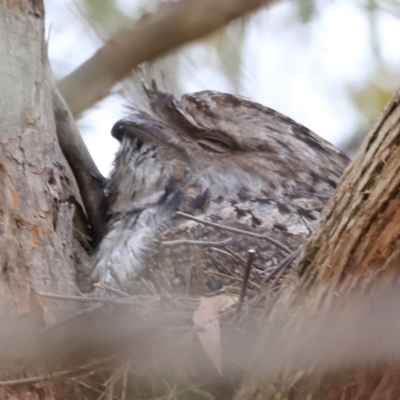 Podargus strigoides (Tawny Frogmouth) at The Pinnacle - 28 Oct 2023 by JimL