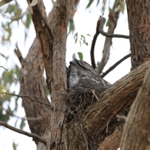 Podargus strigoides at Whitlam, ACT - 28 Oct 2023