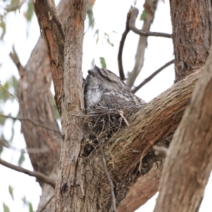 Podargus strigoides at Whitlam, ACT - 28 Oct 2023