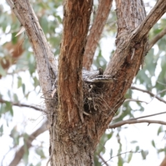 Podargus strigoides at Whitlam, ACT - 28 Oct 2023