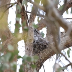 Podargus strigoides at Whitlam, ACT - 28 Oct 2023