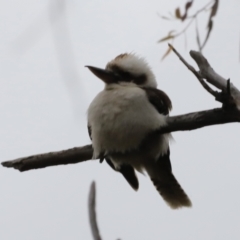 Dacelo novaeguineae (Laughing Kookaburra) at Whitlam, ACT - 27 Oct 2023 by JimL