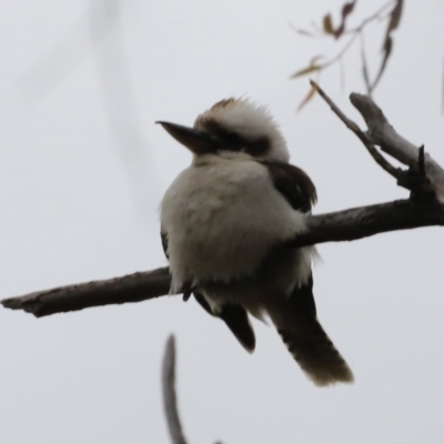 Dacelo novaeguineae (Laughing Kookaburra) at Whitlam, ACT - 28 Oct 2023 by JimL