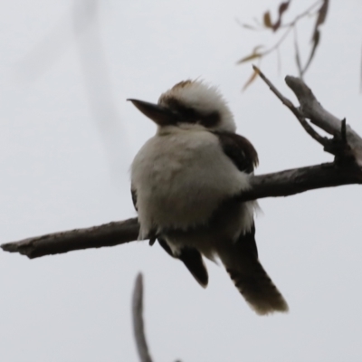 Dacelo novaeguineae (Laughing Kookaburra) at Whitlam, ACT - 27 Oct 2023 by JimL