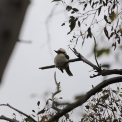 Dacelo novaeguineae at Whitlam, ACT - 28 Oct 2023 08:11 AM