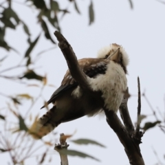 Dacelo novaeguineae at Whitlam, ACT - 28 Oct 2023 08:11 AM