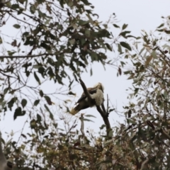 Dacelo novaeguineae at Whitlam, ACT - 28 Oct 2023 08:11 AM