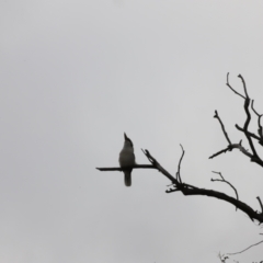 Dacelo novaeguineae at Whitlam, ACT - 28 Oct 2023 08:11 AM