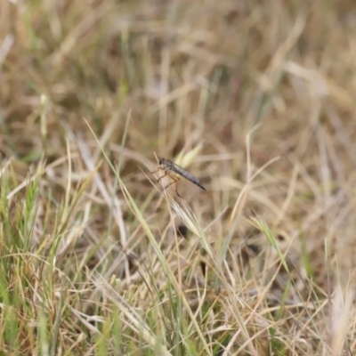 Cerdistus sp. (genus) (Yellow Slender Robber Fly) at Belconnen, ACT - 27 Oct 2023 by JimL