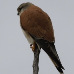 Falco cenchroides (Nankeen Kestrel) at The Pinnacle - 27 Oct 2023 by JimL