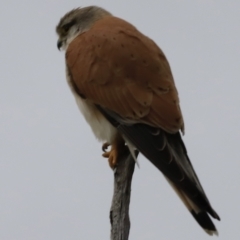 Falco cenchroides at Whitlam, ACT - 28 Oct 2023 08:17 AM