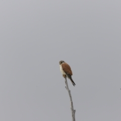 Falco cenchroides at Whitlam, ACT - 28 Oct 2023 08:17 AM